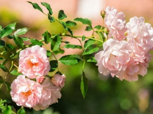 Rose Garden Essences