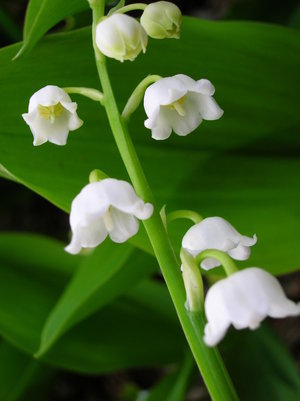 Lily of the Valley – Ravenessences