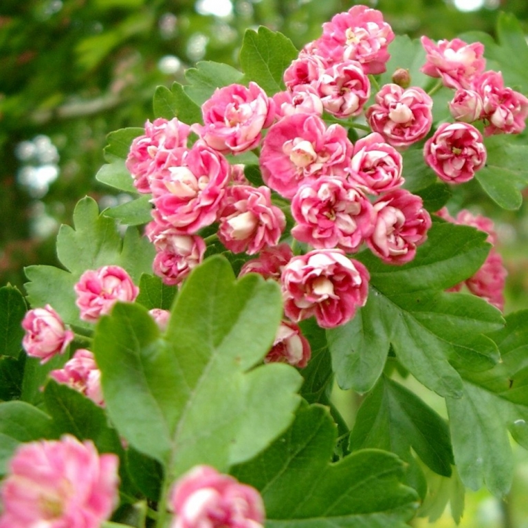 Pink Hawthorn – Ravenessences